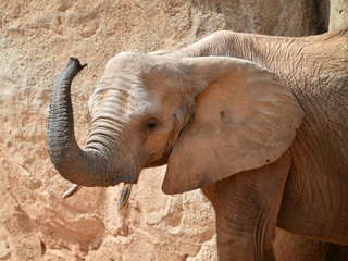 elefante en africa