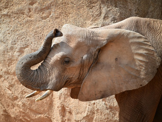 elefante en africa