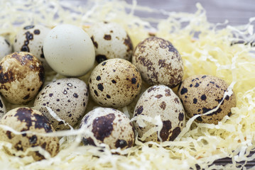 Quail eggs of different colors on straw