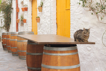 spanish bar outside in siesta time, cat is sitting on barrel table - obrazy, fototapety, plakaty