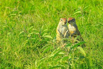 Couple of African squirrel standing in the grassland during a safari in Zebra Mountain National Park, Eastern Cape, South Africa. The park is located near the Bankberg mountains and the Great Karoo.