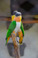 Love couple of parrots