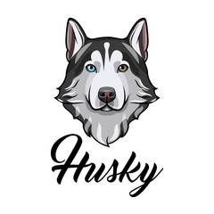 Siberian husky dog. Dog head. Husky face muzzle. Dog breed. Dog portrait. Vector. © khabarushka