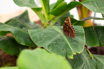 Butterfy on a plant