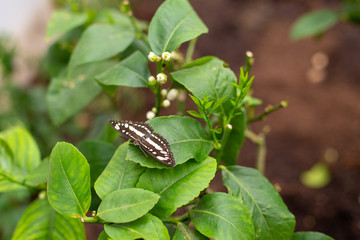 Butterfy on a plant