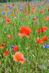 Wildflower meadow with red poppy and blue cornflowers.