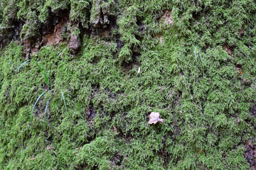 Obraz premium Tree bark with green moss and lichen. Texture.