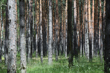 Fototapeta premium Lots of trees in forest - background. Poland.