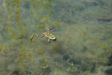 Green frog swimming in water with algae.