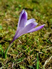 Crocus flower on a meadow