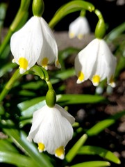 White flowers macro 