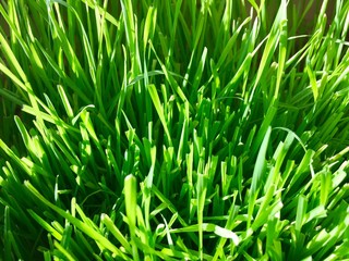 Close up view of green grass