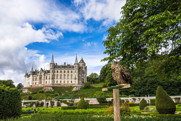 Fototapeta premium An owl with Dunrobin Castle in the background during falconry demostration, Sutherland, Scotland, Britain