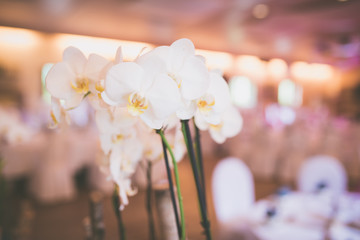Orchidee im Hochzeitssaal