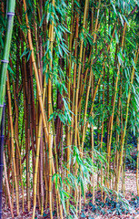 Bamboo stalks on water