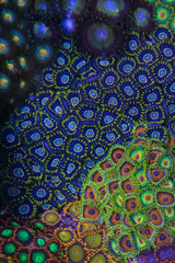 Coral Zoanthus Blue Hornet