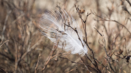 Caught feather in the branches of a bush. Poetic security symbol. The concept of fitting into a new reality - obrazy, fototapety, plakaty