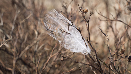 Lonely feather in branches of a bush. Poetic symbol of loneliness. The concept of struggling with creativity and realism - obrazy, fototapety, plakaty