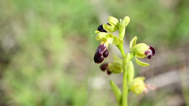 Ophrys fusca (dark bee-orchid) wild flower in nature