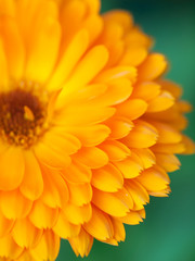 Orange flower calendula  Background. Extreme macro shot