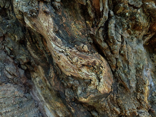 Tree trunk texture