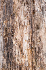 texture of old stratified and rotten wood, abstract background