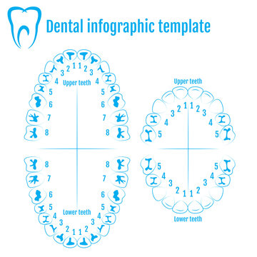 Orthodontist human tooth anatomy vector with numbering of teeth of an adult and a child. Medical dental infographic template
