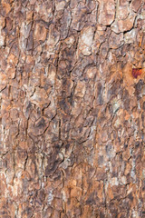 texture of an old bark of a tree partially covered with moss, abstract background