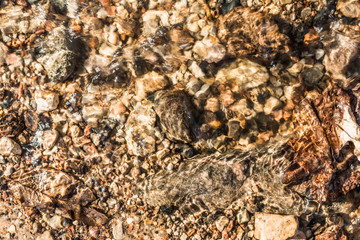sand, stones of different size and leaves under the water in the sunlight, abstract background
