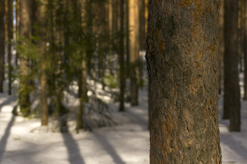 trunk of pine closeup on a blurred background of a sunny spring forest with melting snow..