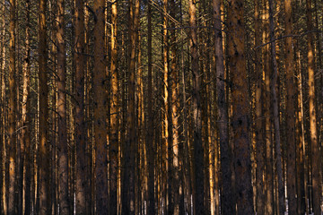 background - wall of sunlit golden pine trunks in the forest