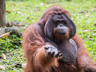 Orang-Utan demanding food at Bali Zoo