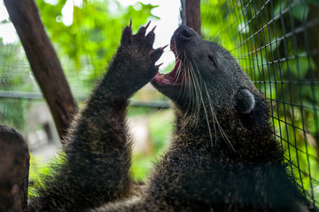 Obraz premium Animal at Bali Zoo in Indonesia