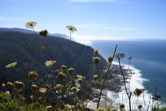 Queen Anne's Lace flowers with the coastline looking south from Cape Perpetua in the background