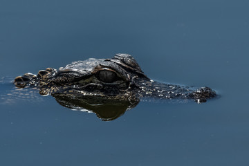 Allgtor baby in swamp