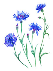 Set of cornflowers, watercolor painting on white background isolated with clipping path.