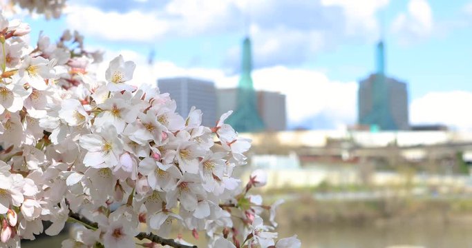 Cherry blossom Portland waterfront.