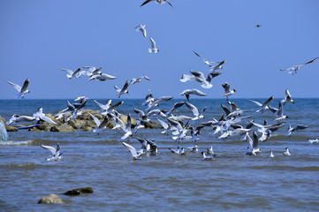 Seagulls fly in free