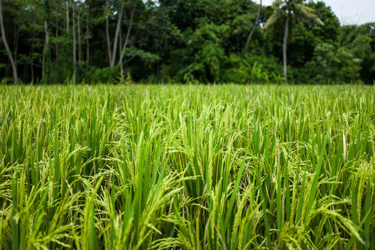 Green field in Bali, Indonesia.