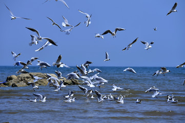 Seagulls fly in free
