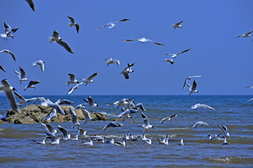 Seagulls fly in free