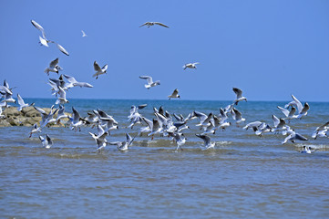 Seagulls fly in free
