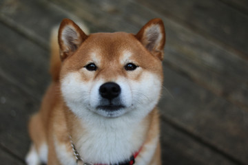 Serious Shiba Portrait