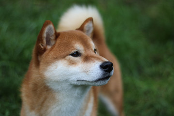 Shiba Profile Portrait