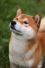 Red and White Shiba Portrait