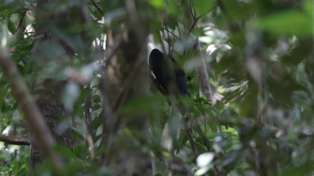 Rare Bird Form Tropical Forest White Crowned Hornbill