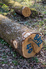 Markierte Baumstämme im Wald
