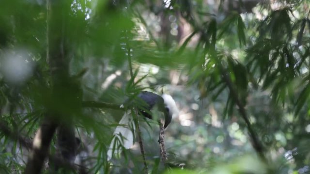 Rare Bird Form Tropical Forest White Crowned Hornbill