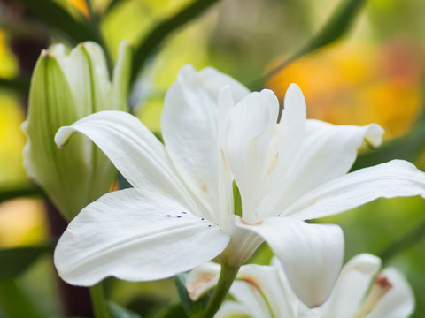 Floral background with white lily