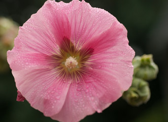 Hibiscus in pink